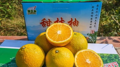 似桔又似柚！ 雁洋的这种“混血”水果你吃过吗？