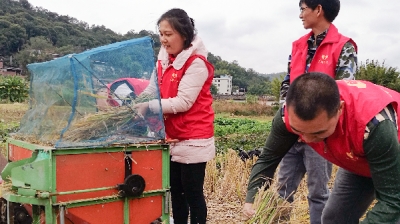 平远义工助七旬老人抢收晚稻