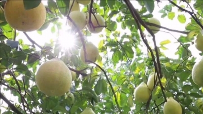 利用山地资源优势和金柚特色产业，松口镇富坑村脱贫攻坚有“路子”