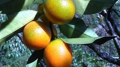 泗水金桔成“摇钱树”，330亩能卖500多万元