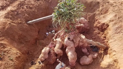 奇了！五华八旬老人种出巨型红薯，重达百斤