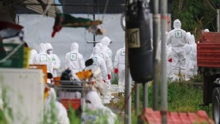 禽流感病毒再度来袭 韩国紧急扑杀20万只家禽