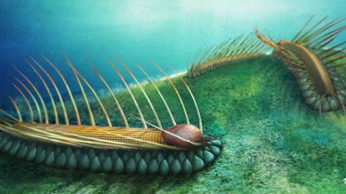 古生物学者发现5.18亿年前海底“毛毛虫”