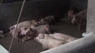 丰顺汤西镇傅屋寨一养猪场非法排污被立案查处