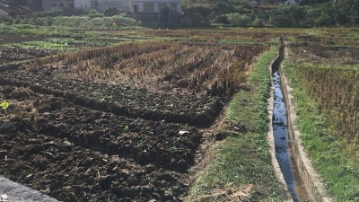 省农业厅领导到大埔开展农业综合行政执法检查及农业安全生产检查