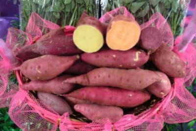 丰顺 “八乡山番薯”入选国家地理标志保护产品