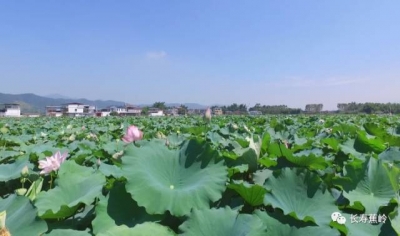 农村更美、农民更富！看看蕉岭九岭村是怎么做到的…