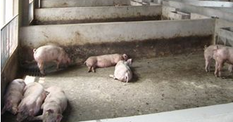 南磜镇党员干部带头清拆猪舍 推进畜禽养殖污染整治