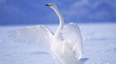 向往自由——读《小号天鹅·一个男孩的小巷》有感