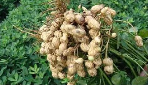 芳草地丨种花生