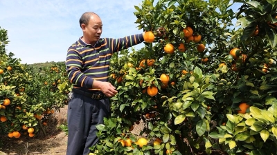 8至9日，平远将举办第十三届脐橙文化旅游节