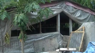 丰顺依法查处两家违法排污生猪养殖场