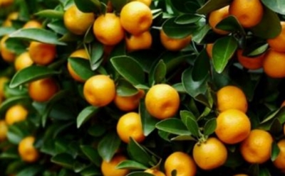 市纪委监察局帮扶蕉岭洪才村：发展金桔种植打通脱贫路