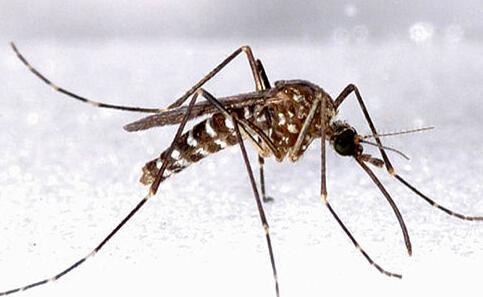 什么是基孔肯雅热？有什么症状？如何预防？怎样传播？专家解读来了→