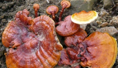 蕉岭百名妇女学习灵芝栽培和管理技术 提升创业就业技能