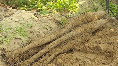 蕉岭三圳淮山获评国家地理标志保护产品