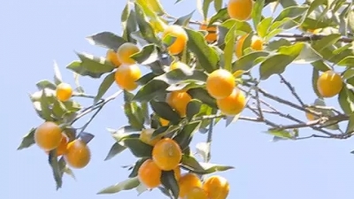 蕉岭长潭百美的金桔熟啦！果大味甜，约吗？