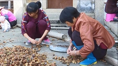 大埔莒村留守妇女变身“油茶工” 家门口增收