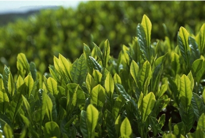 区工商联组织会员企业参观考察清凉山茶叶基地