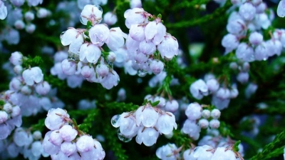 杜可风｜欧石楠或炼金术