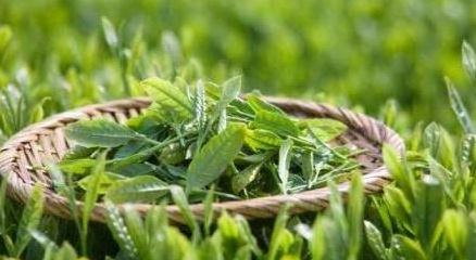 平远有机绿茶标准化示范区通过省级验收