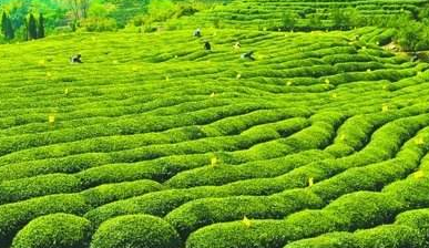 五华县近两年新种茶叶面积逾万亩