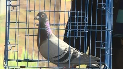 五华422羽信鸽拍卖出95万元，鸽王价值2.5万