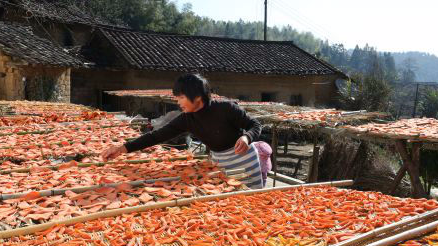 平远凤头叶畲村小组：家家都种番薯 传统工艺制出好“钱”景