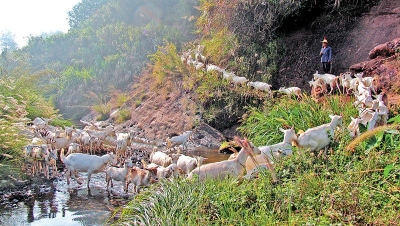 平远深化集体林权制度改革激活“绿色经济”