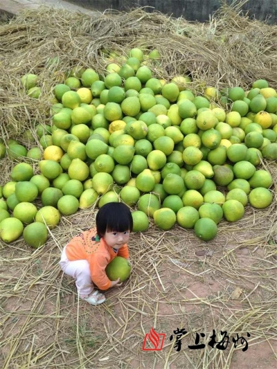 野趣童年：和孩子一起重返自然