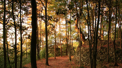 霞朵｜西普陀漫游记