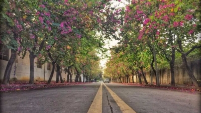 紫荆花盛开！快来丰顺汤坑湖下中兴路感受紫红色的浪漫