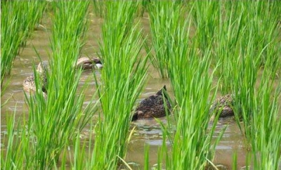 摸索生态养殖  大埔茶阳80后小伙省城回乡当“山大王”  