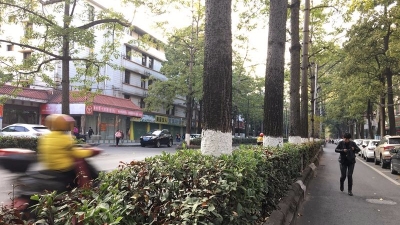 绿化带让城美，也让人“盲”！梅城绿化带过高过密隐患大