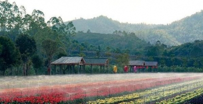 好浪漫！平远千名游客徒步穿越曼佗花海