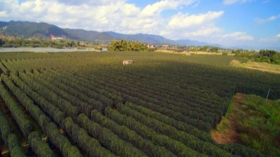 重点项目发力！蕉岭实体经济愈做愈大
