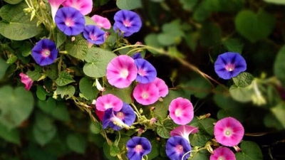 童心妙笔丨曾俊祯作品——《喇叭花》