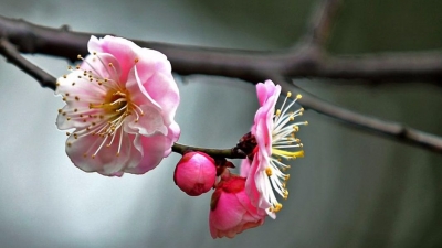 不用羡慕蛙儿子，赏花读书诗生活平远八尺这里有！