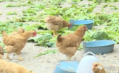 日耗蔬菜粮谷200公斤散养12个月！五华农户6000多只“富养鸡”滞销