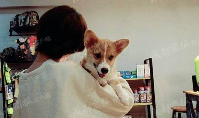 成都被摔小狗女主人发表公开声明，要求走法律程序