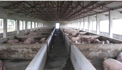 铁腕整治生猪养殖污染 广福乐干河再现水清河畅