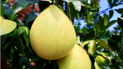 大埔启动国家级出口蜜柚质量安全示范区创建工作