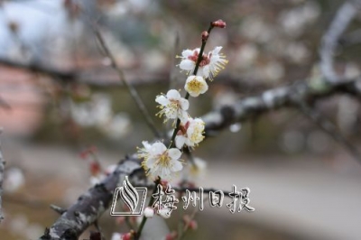 丰顺盐坪万株梅花吐蕊