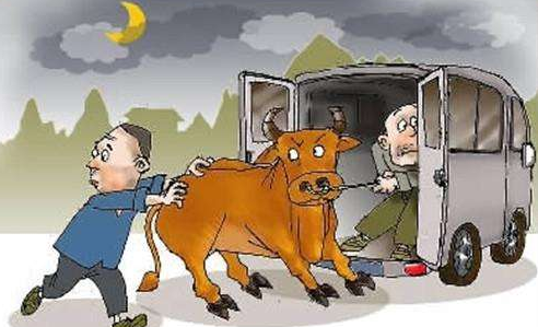 “再进宫”还是因为偷牛！五华岐岭抓获一“执着”盗牛贼