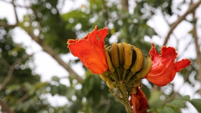 丰顺汤西新岭村佐岭小公园火焰木开花啦！