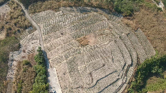 粤东首家种植牛大力农业合作社在丰顺成立