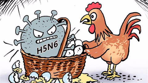 福建确诊首例人感染H5N6流感病例 经治疗已痊愈