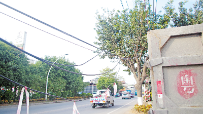 危险！梅城华南大道通讯电缆低垂，伸手就能碰到