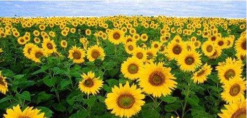 金色花海“笑”迎客  三圳九岭向日葵盛开