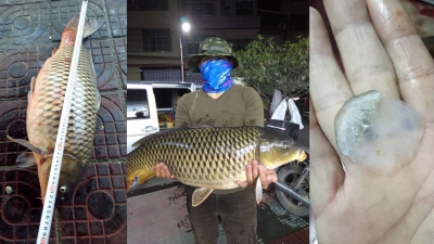 25斤、82公分！丰顺一钓友钓到“巨无霸”野生大鲤鱼